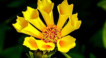 Curabitur a felis in nunc