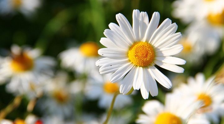 Curabitur vestibulum aliquam leo