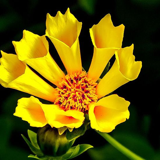 Curabitur a felis in nunc