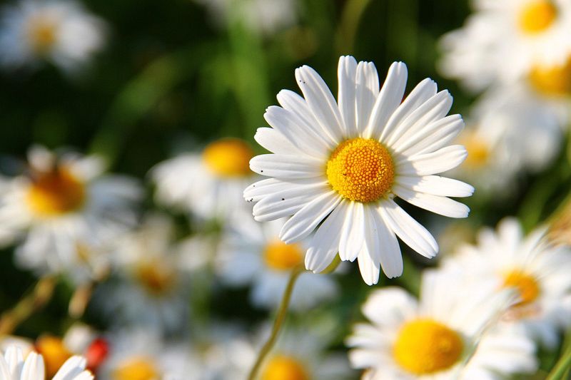 Curabitur vestibulum aliquam leo